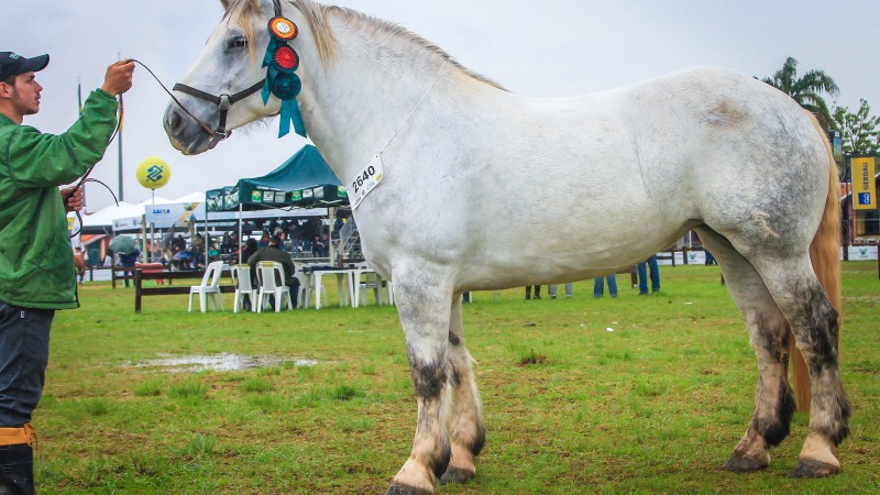 Percheron   002