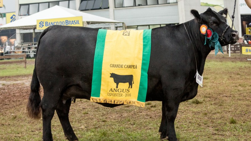 baroneza Angus Expointer 2016