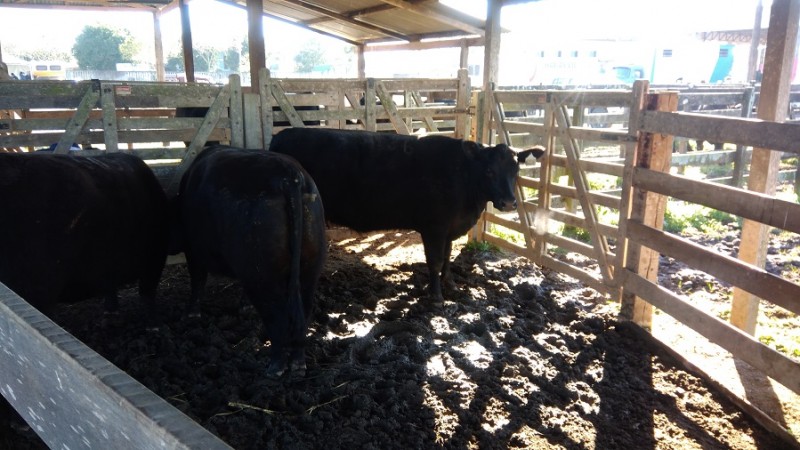 angus2