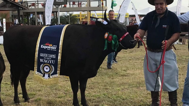 Vencedora foi a vaca Acatada 137C, da Invernada Santa F&eacute;, de J&uacute;lio de Castilhos