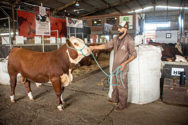 O cabanheiro Fabrício da Silva mostra animal da Fazenda Mãe Rainha, de Lages, Santa Catarina - Foto: Fernando Dias/Seapdr
