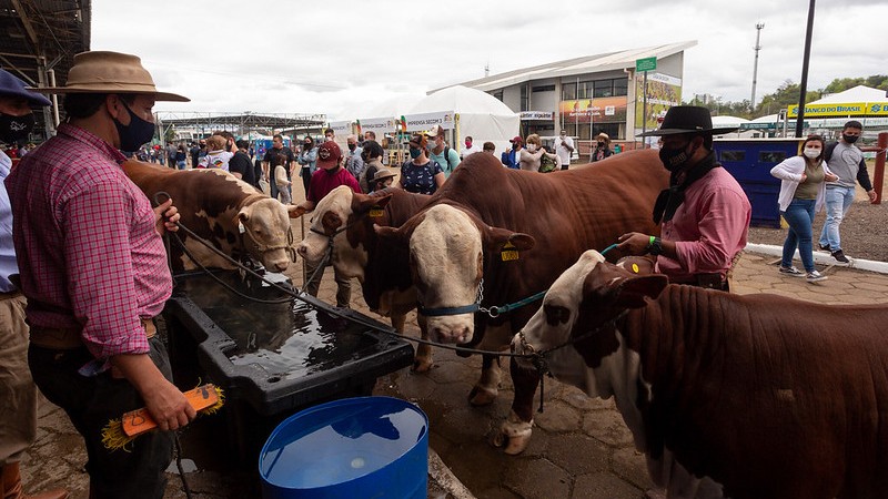 Animais chamam atenção do público 