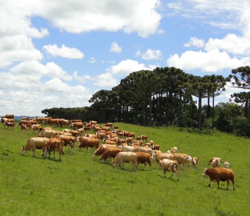 Raça Simental-Fleckvieh tem 133 animais inscritos na Expointer 2023