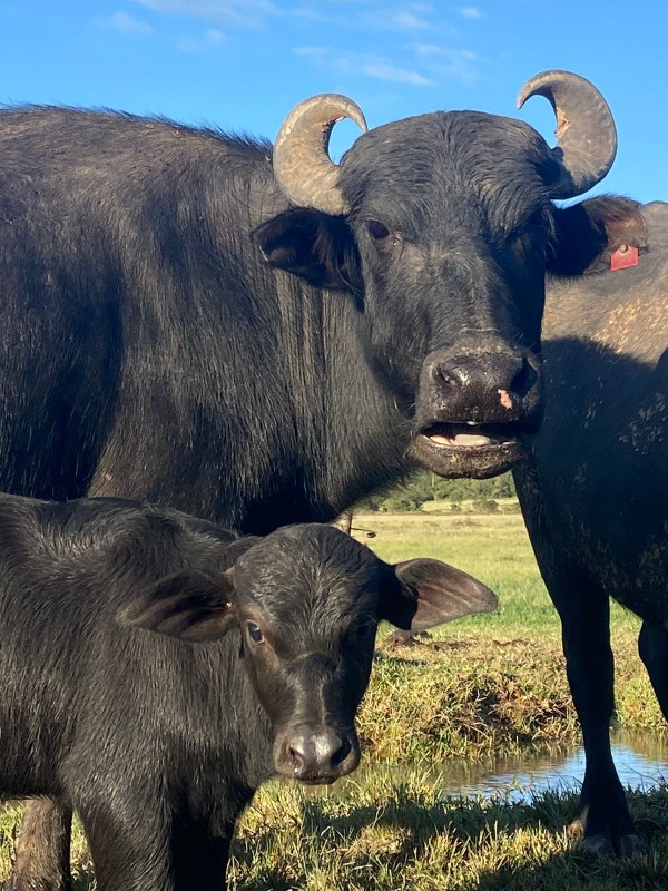 o búfalo é um animal doméstico, de fácil manejo e com bom ganho de peso.