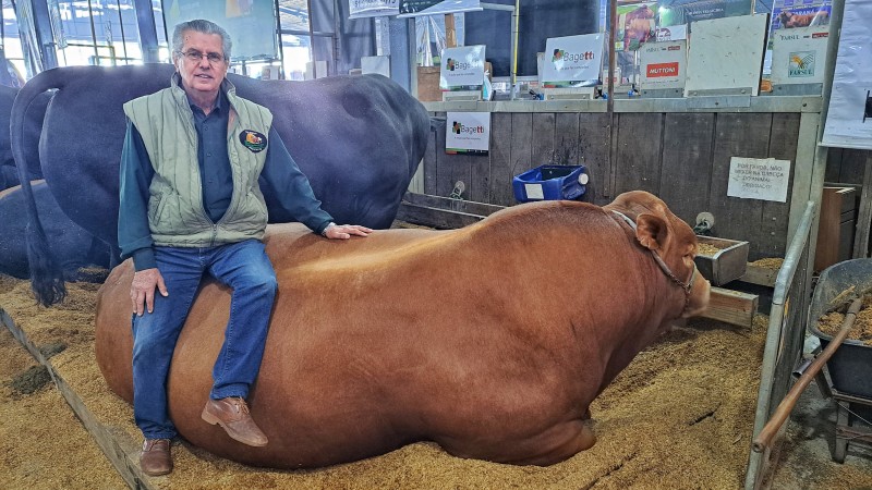 Touro mais pesado da Expointer 2023 é o Limousin Hudson da Boa Esperança