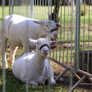 Os ovinos de 15 raças são os animais com maior representação na Expointer