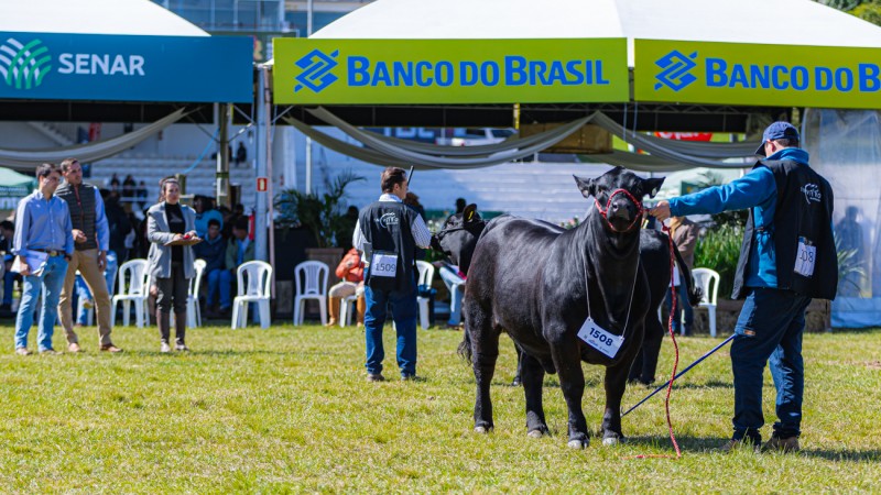 Brangus na Expointer - arquivo