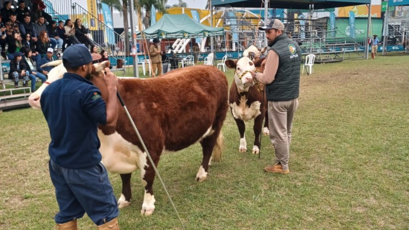 Dois instrutores apresentando dois bovinos no curso Jurado Jovem na Expointer 2024