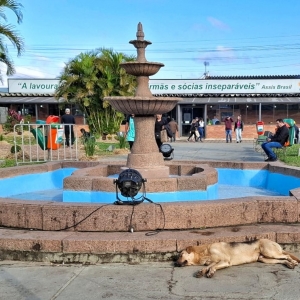 Caramelo, Zorêia ou Van Dog descansa no chafariz da Praça Central