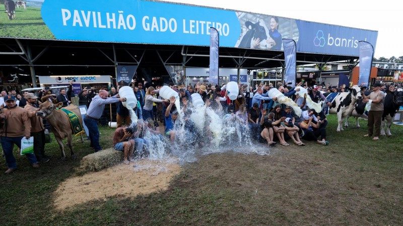 Uma fotografia colorida em plano geral e &acirc;ngulo frontal captura o tradicional banho de leite durante a premia&ccedil;&atilde;o dos produtores campe&otilde;es em frente ao pavilh&atilde;o de gado leiteiro da feira.

**A Comemora&ccedil;&atilde;o e o Banho de Leite (ao centro):**

* No centro do enquadramento, uma fileira de criadores, jovens e tratadores senta-se lado a lado sobre fardos de feno e no ch&atilde;o de terra batida para receber a celebra&ccedil;&atilde;o.
* Atr&aacute;s deles, cerca de seis a oito pessoas em p&eacute; erguem grandes baldes e gal&otilde;es pl&aacute;sticos brancos, despejando simultaneamente cascatas de leite espesso sobre as cabe&ccedil;as e corpos dos vencedores.
* O leite forma jatos brancos, respingos din&acirc;micos e espumas volumosas no ar e sobre o solo forrado de serragem e palha clara.

**Os Animais e Concorrentes Premiados:**

* No canto esquerdo, destaca-se uma vaca da ra&ccedil;a Jersey marrom-clara, premiada com uma faixa verde e dourada de campe&atilde; no dorso, segurada pelo cabresto por seu condutor em trajes casuais.
* No canto direito, avista-se uma grande vaca da ra&ccedil;a Holandesa de pelagem malhada em preto e branco com manta azul decorativa, ao lado de seu tratador de camiseta bege e bon&eacute;.

**A Fachada e o P&uacute;blico ao Fundo:**

* A comemora&ccedil;&atilde;o acontece em frente &agrave; entrada do **"PAVILH&Atilde;O GADO LEITEIRO"**, identificado por uma grande faixa horizontal superior em azul e branco, contendo fotos de vacas no pasto e a marca do patrocinador **Banrisul** &agrave; direita.
* Sob a cobertura met&aacute;lica do galp&atilde;o, estandes comerciais (como Hiper Medic) e dezenas de espectadores, jurados e fot&oacute;grafos comemoram, aplaudem e registram a celebra&ccedil;&atilde;o em meio a bal&otilde;es promocionais azuis e bandeiras verticais.