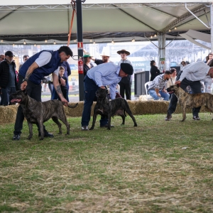 cães de serviço Mauro Naqscimento secom (3)